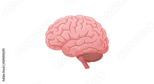 Anatomical brain diagram in flat design
