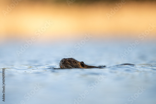 A nutria is swimming in the pond. A coypu in its natural habitat. An invasive species in Europe.