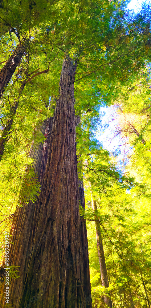 Fototapeta premium Giant, Tall Redwood Trees w/Sunlight Beams Shining Through & Blue Skies Behind in a National Park and/or California State Park in Northern California