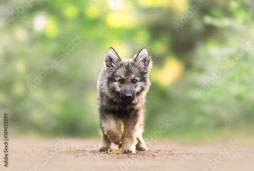 german shepherd dog