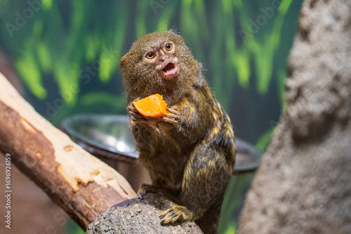 Photography Olomouc, Czech Republic – March 23, 2025: Animals in the zoo