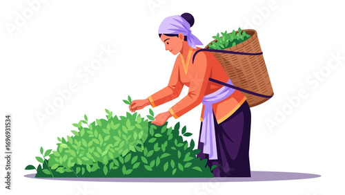 Tea Harvester at Work: Captivating scene depicting a woman carefully handpicking tea leaves from a vibrant tea plantation.