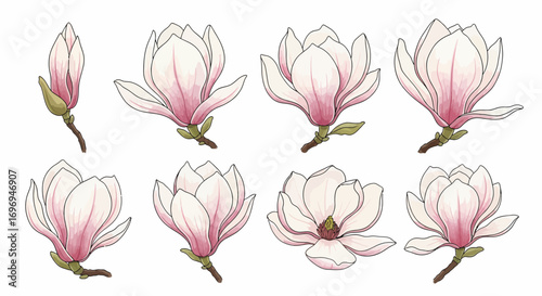 Collection of delicate illustrations of blooming magnolia flowers in various stages of opening, rendered in soft pink and white watercolor style