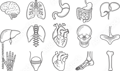 Collection of hand drawn anatomical illustrations of human organs and skeletal system elements