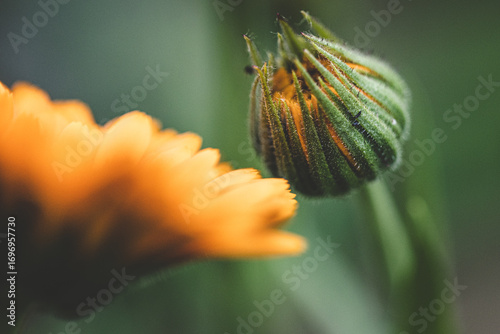 Macro photography of orange calendula flower. Open flower bud and unopened flower bud on green blurred background. Beautiful yellow-orange calendula. Strong bokeh effect.