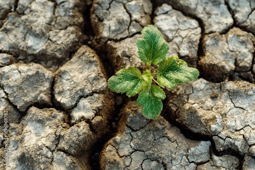 Resilience of Nature: Green Plant Thriving Amidst Arid Earth's Cracked Surface - A Symbol of Climate Risk Recovery