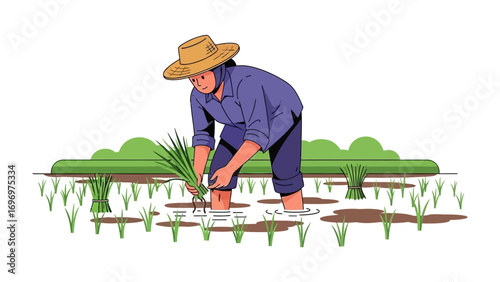 Rural Rice Planting: A hardworking individual in traditional attire is focused on carefully planting rice seedlings in a flooded field. a symbol of dedication and the beauty of rural life.