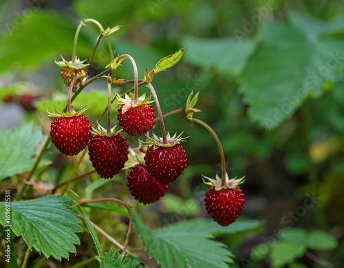 Wild strawberries in a forest