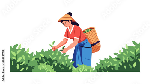 Tea harvest illustration: A tea harvester diligently picks tea leaves amidst lush tea plants, carrying a basket and wearing a traditional hat.