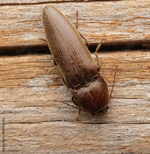 Pennsylvania Dingy ground beetle
