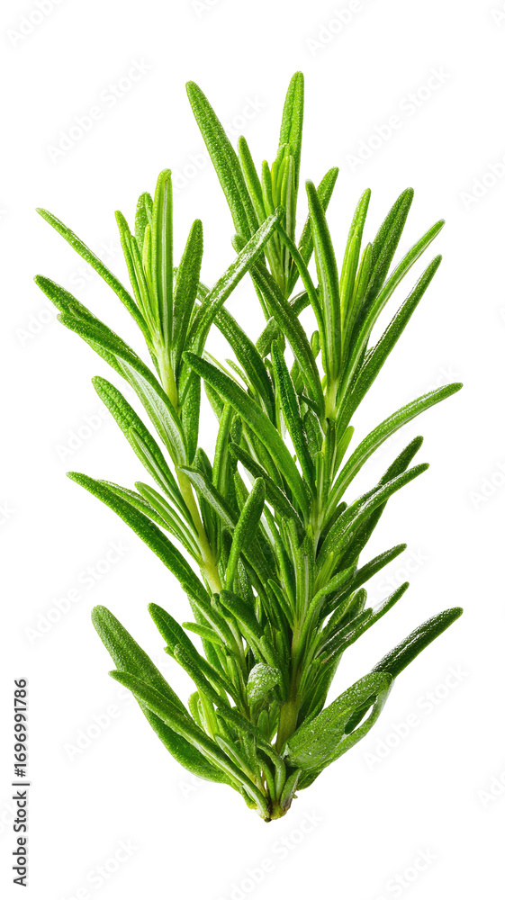 Fototapeta premium Close-up of fresh rosemary sprigs. Bright green, needle-like leaves tightly clustered