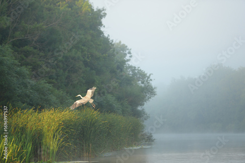 Gray heron in the foggy morning on the river