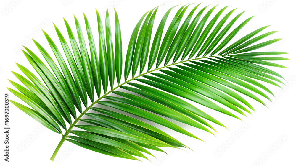 Obraz premium A vibrant green palm leaf isolated on transparent background, showcasing its intricate details and natural beauty in a minimalist composition