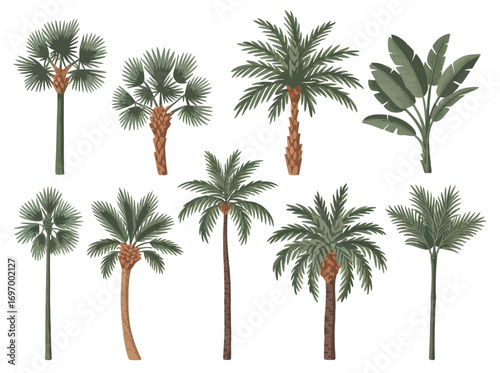 Tropical Palm Tree and Banana Plant Vector Set – Exotic Botanical Illustration Collection