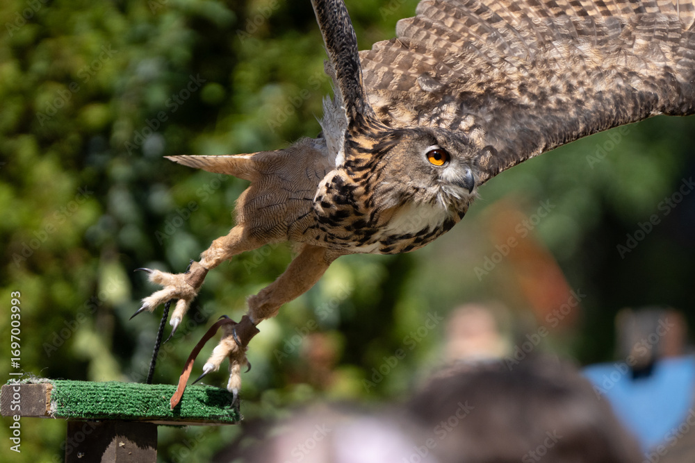 Obraz premium adult eurasian eagle owl with wings spread wide takes off and lands on its nearby perch while soaring over a crowd of spectators