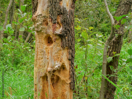 Close-up of a tree trunk with bark damage and woodpecker holes in a green forest, symbol of wildlife activity and natural woodland ecosystem