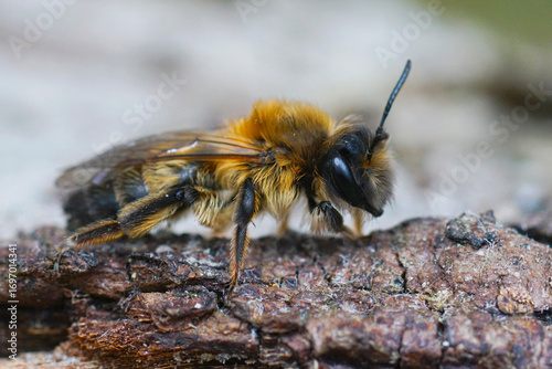 Closeup on a female of the rare large sallow mining bee, Andrena apicata, sitting on a piece of lichen covered wood