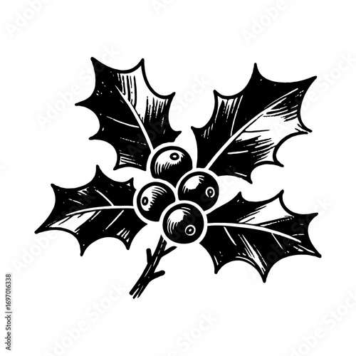 Holly leaves with berries in a detailed hand-drawn engraving style on white background. Represents Christmas and holiday botanical decoration