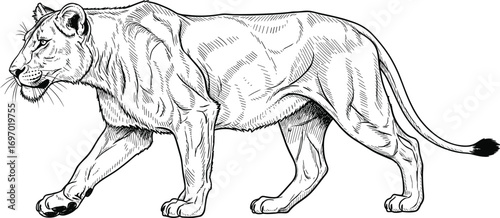 Lioness, walking, line art, black and white, wild animal, anatomy, vector, wildlife, sketch, jungle, predator, feline, muscular