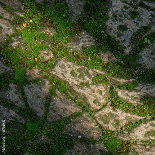 Mossy Rocks and Green Grass Texture Background.