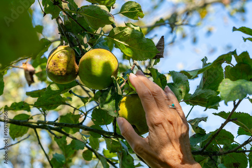 A woman’s hand reaches out for a ripe apple in a sunlit orchard, captured with soft depth of field. The blurred background leaves space for copy, evoking freshness and harvest.