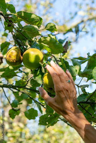 Reaching out for a ripe apple in a sunlit orchard, captured with soft depth of field. The blurred background leaves space for copy, evoking freshness and harvest.