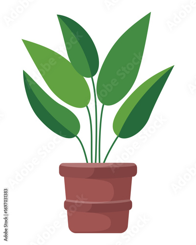 Green Houseplant With Large Leaves In Terracotta Pot Isolated On White Background