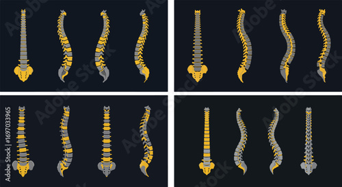 Simplified Human Spine Illustration