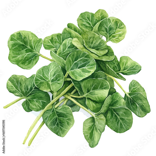 Watercress, watercolor clipart vector, isolated on a white background.
