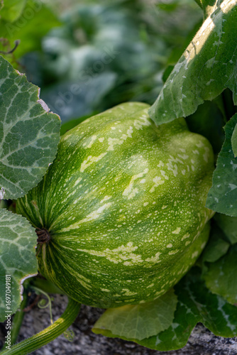 A vibrant green pumpkin with distinctive white stripes grows nestled among its broad leaves in a garden, promising a future harvest.