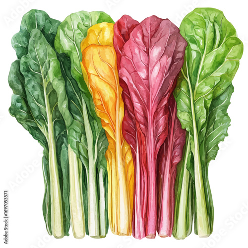 watercolor of Swiss Chard, vector, isolated on a white background.