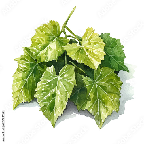 Stuffed Grape Leaves, watercolor clipart vector, isolated on a white background.
