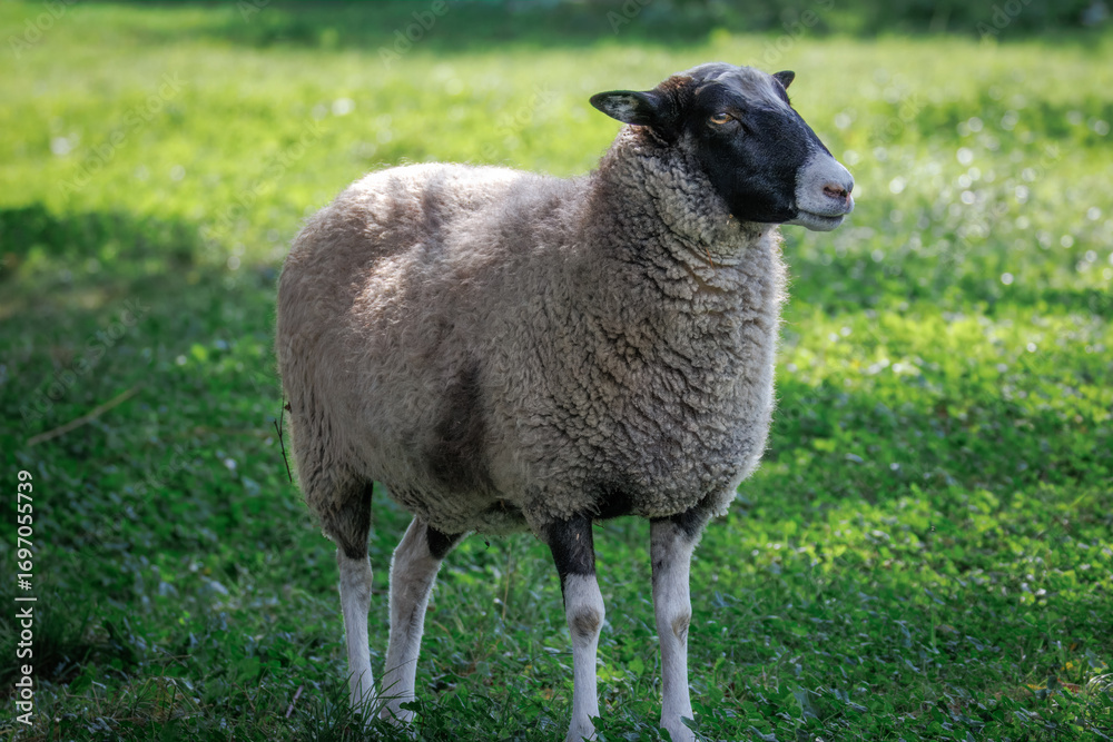 Naklejka premium A female Romanov sheep stands on green clover, positioned perpendicular to the camera lens on a sunny summer evening.