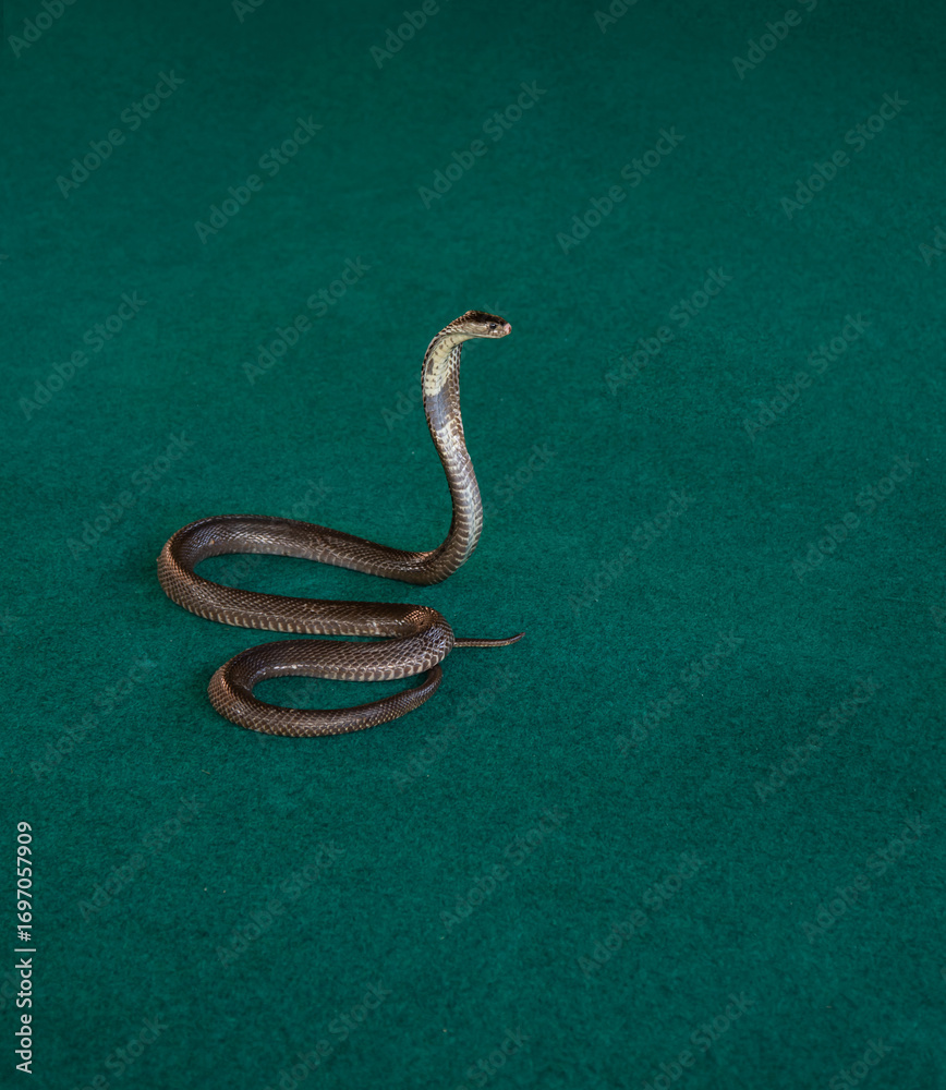 Fototapeta premium Close up of a cobra snake 