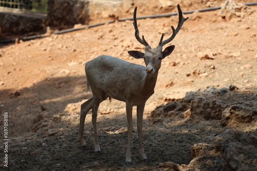 Konstfotografi Deer grazing forest. High quality photo