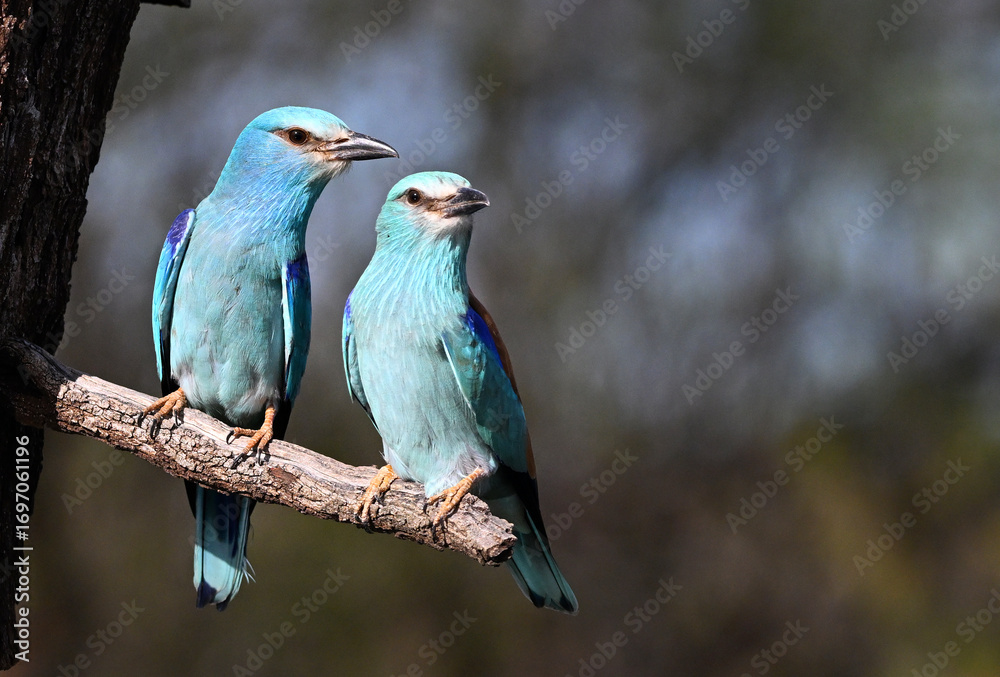 Fototapeta premium european blue roller in spain