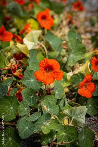 Looking down at Nasturtium flowers  blooming in the summer sunshine
