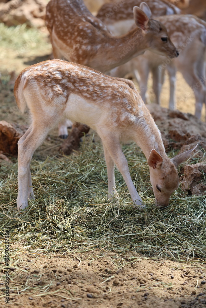 Fototapeta premium Deer grazing forest. High quality photo