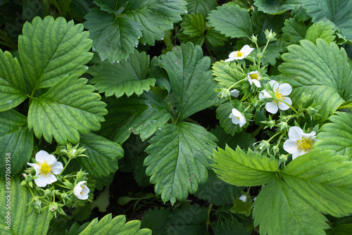 Strawberry Plants with White Blossoms and Green Leaves – Flowering Fragaria in Garden Close-Up, Ideal for Organic Farming, Home Gardening, and Plant Identification Resources