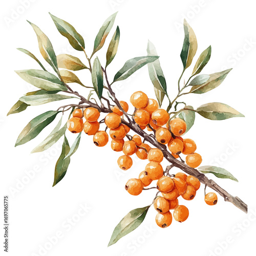 watercolor of Sea Buckthorn, vector, isolated on a white background.