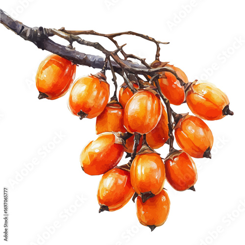 Sea Buckthorn, watercolor vector, isolated on a white background.