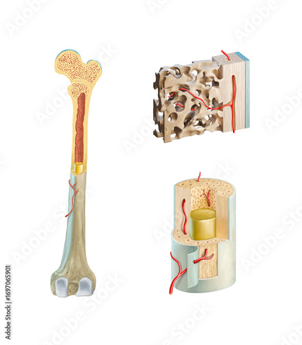 Detailed human bone anatomy