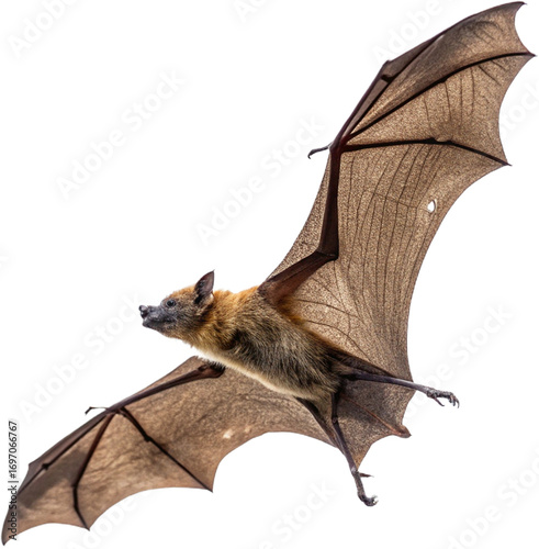 Adorable fruit bat hangs upside down on a branch, showcasing its wings and curious eyes
