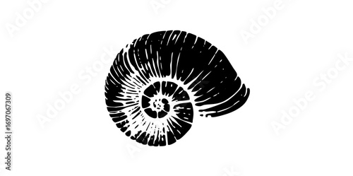 Vector Detailed black ammonite spiral .