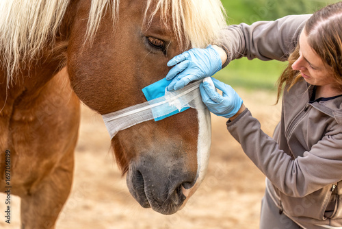 Konstfotografi Woman applying bandage to South German draft horse muzzle during veterinary care