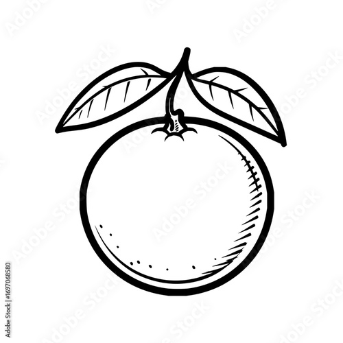 Orange fruit drawing vector illustration fresh citrus fruit with leaves sketch style healthy food design art 100