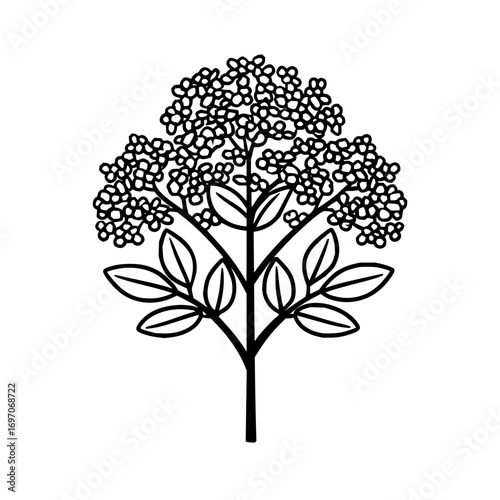 Elegant elderflower drawing vector illustration for botanical designs and floral pattern projects exactly one hundred