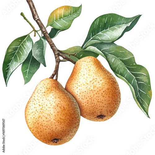 watercolor of Sapodilla, vector, isolated on a white background.