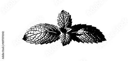 Vector Detailed mint leaf showcases botanical accuracy.