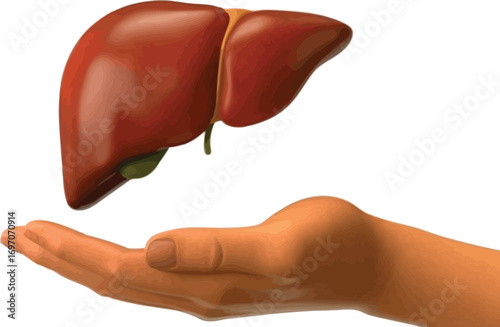 Human liver held gently in cupped hand, symbolizing health and care